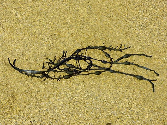 Kelp je mořská řasa plná zdraví. Co všechno obsahuje a jak nám může být nápomocná?